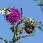 Distel am Mittwoch