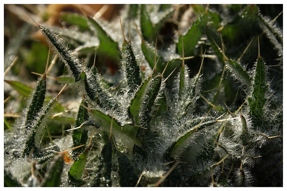 Distel am Morgen