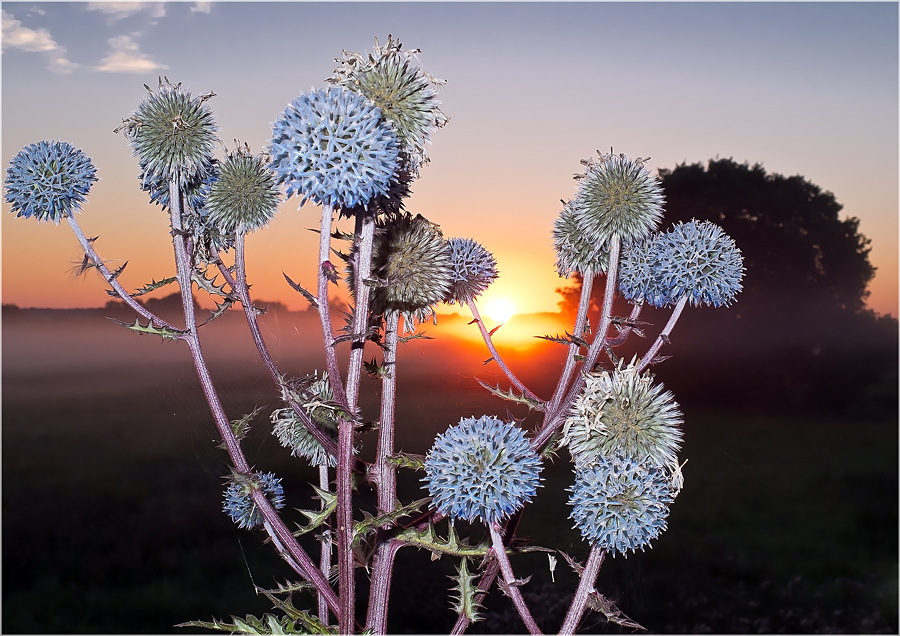 Distel am Morgen