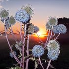 Distel am Morgen