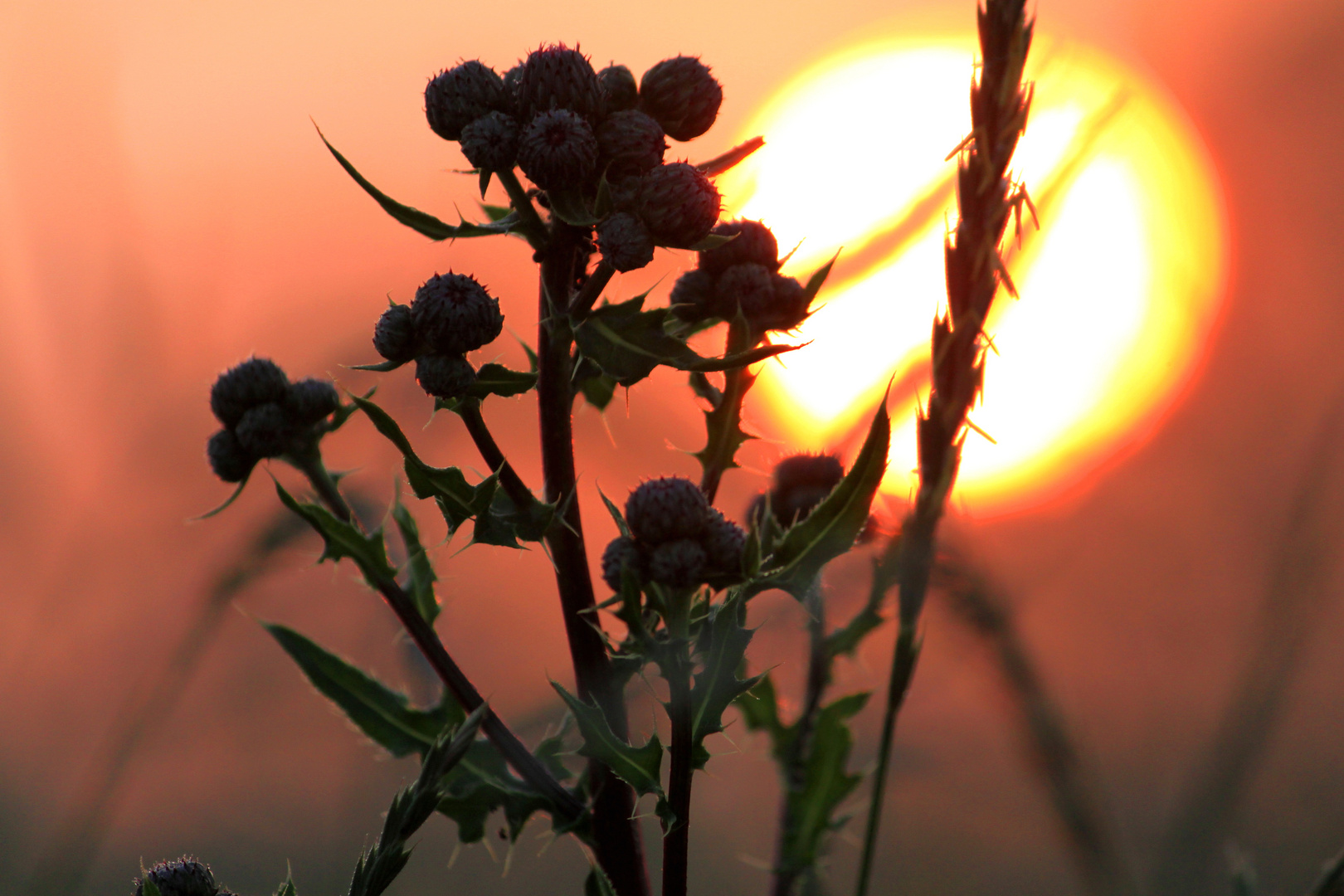 Distel am Morgen vertreibt Kummer und Sorgen