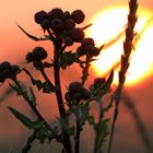 Distel am Morgen vertreibt Kummer und Sorgen