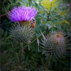 Distel  am Morgenfrüh 