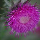 Distel am Rhein