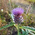 Distel am Saarufer