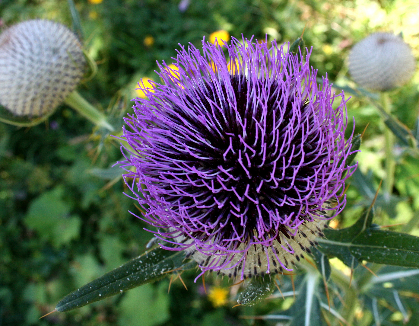 Distel am Schneeberg