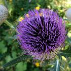 Distel am Schneeberg