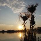 Distel am See