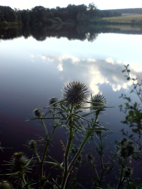 Distel am See