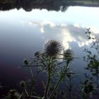 Distel am See