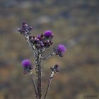 Distel am Seeufer