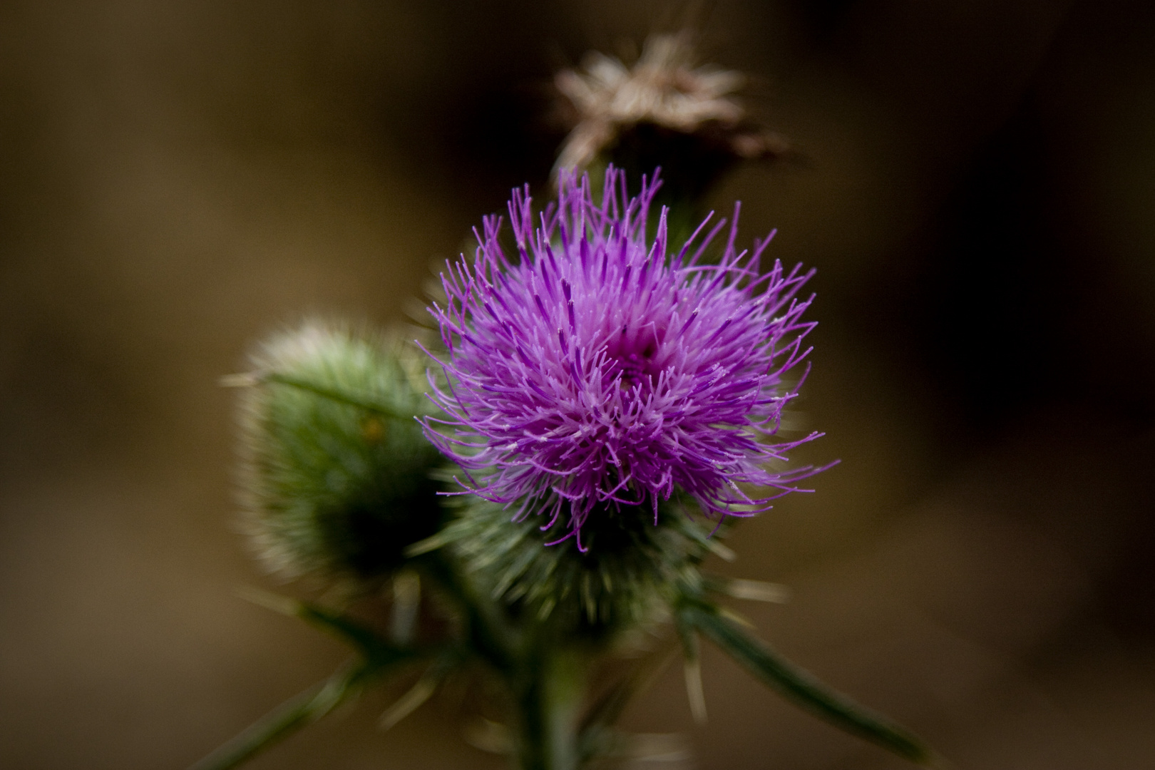 Distel am Silberbachsee