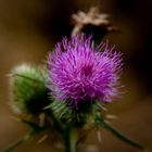 Distel am Silberbachsee