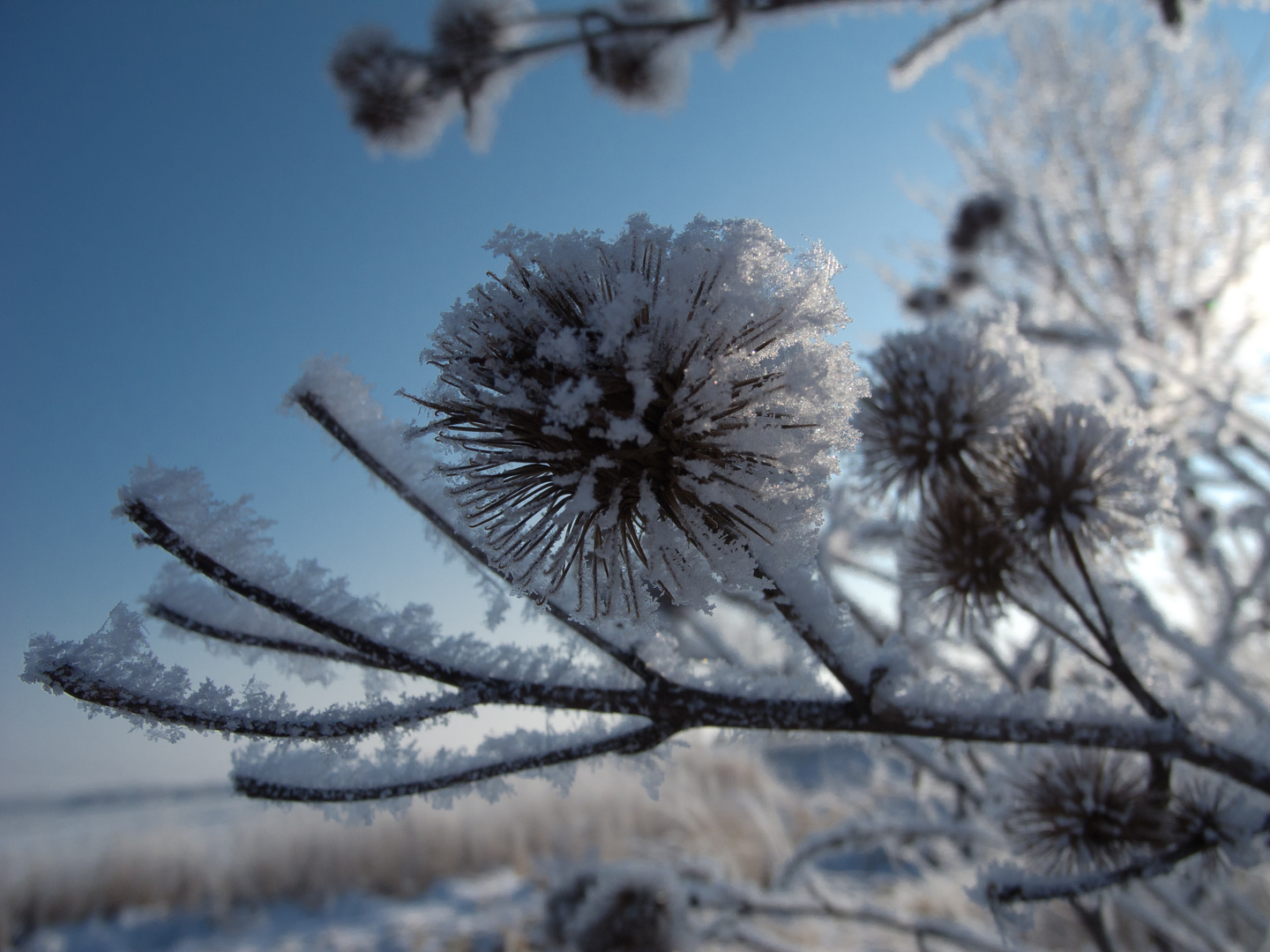 Distel am Straßenrand