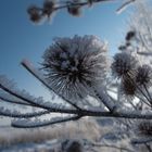 Distel am Straßenrand