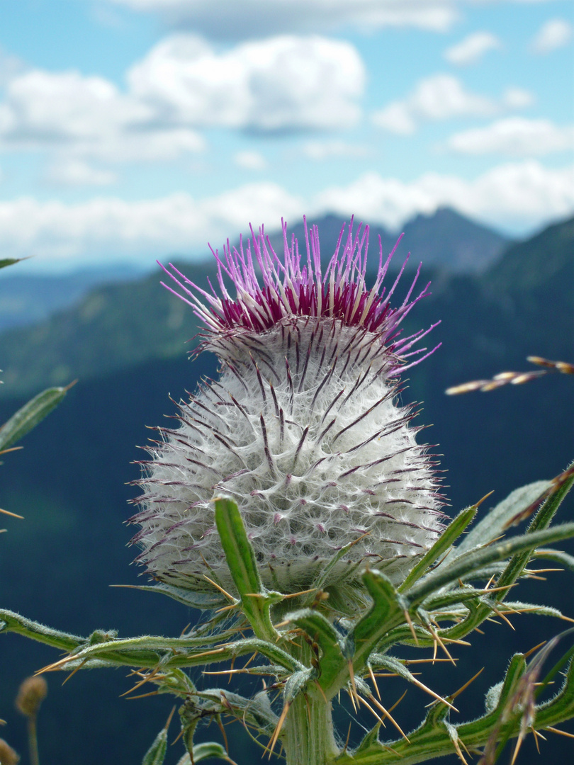 Distel am Wallberg