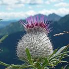 Distel am Wallberg