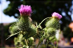 Distel am Wegesrand