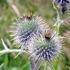 Distel am Wegesrand