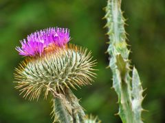 Distel am Wegesrand