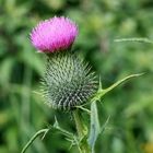 Distel am Wegesrand