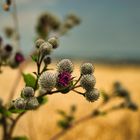 Distel am Wegesrand