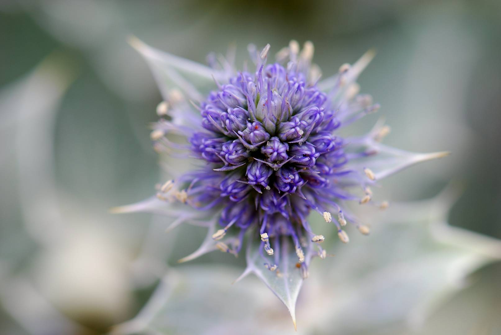 Distel am Wegesrand I