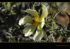 Distel am Wegrand