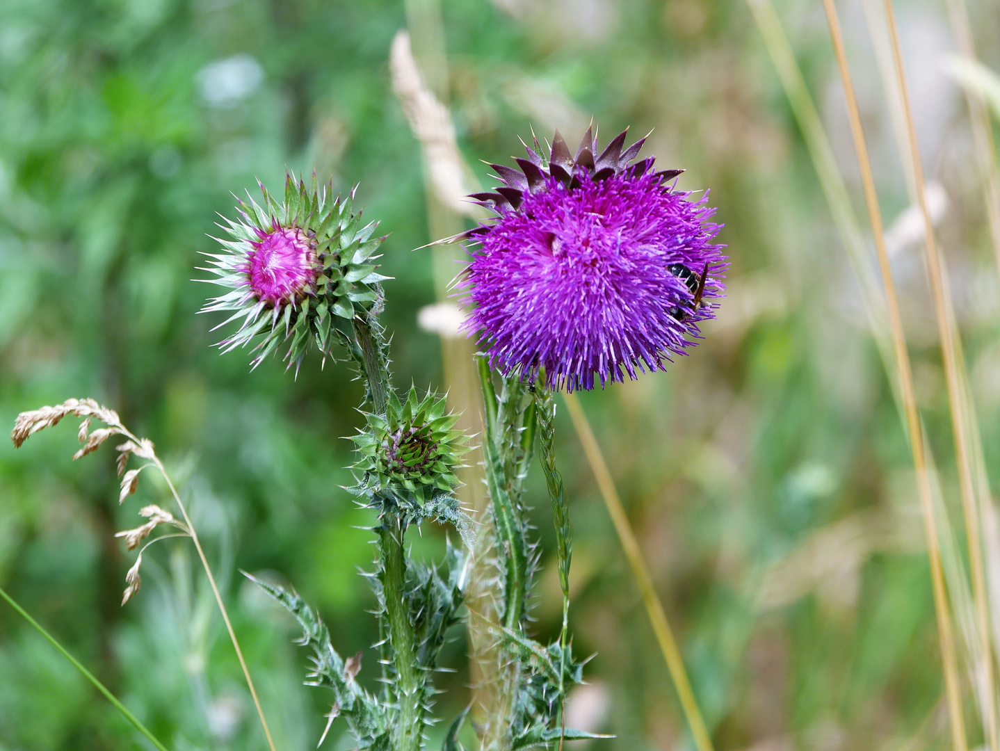 Distel am Wegrand