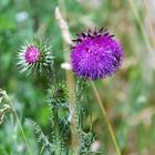 Distel am Wegrand