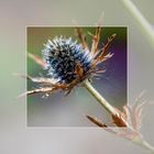 Distel Art 02