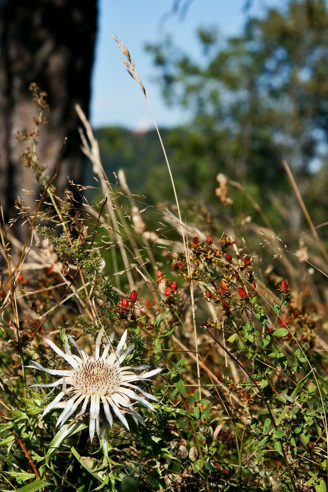 Distel auf der Schwäbischen Alb