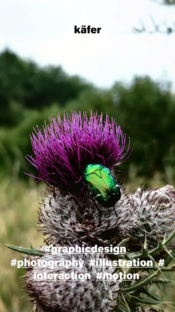 Distel auf der Wiese