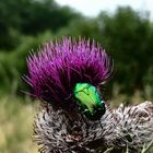 Distel auf der Wiese