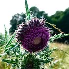 Distel auf der Wiese