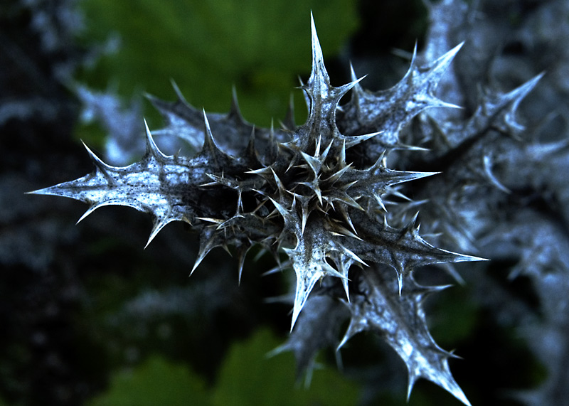 Distel auf Gomera (alternativer Name: Partnerschaft)