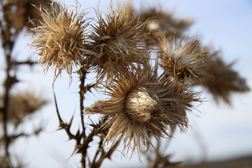 Distel auf Hiddensee