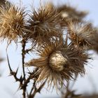 Distel auf Hiddensee