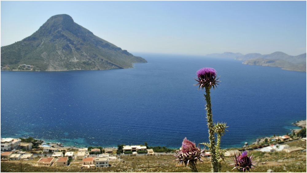 Distel auf Kalymnos...