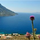 Distel auf Kalymnos...