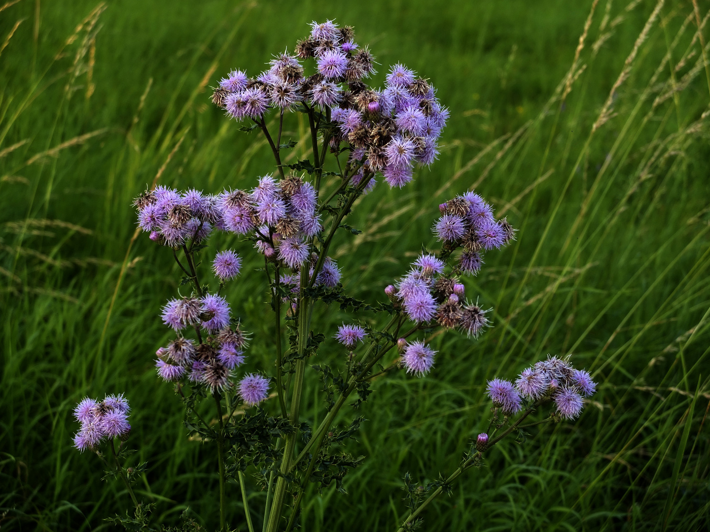 Distel auf Rheinwiese