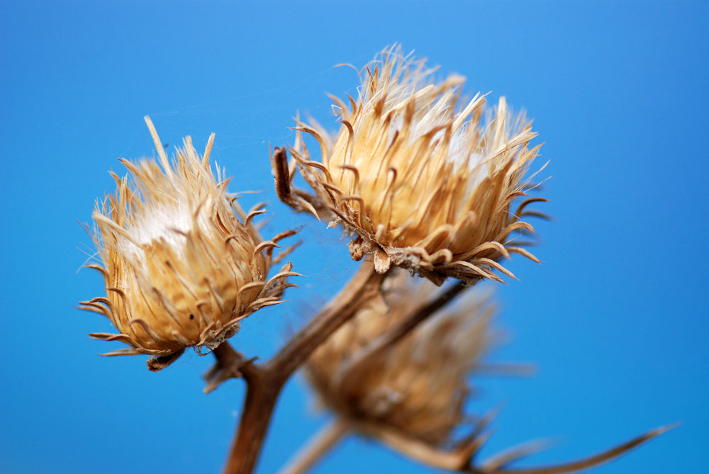 Distel auf Sizilien