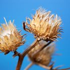 Distel auf Sizilien