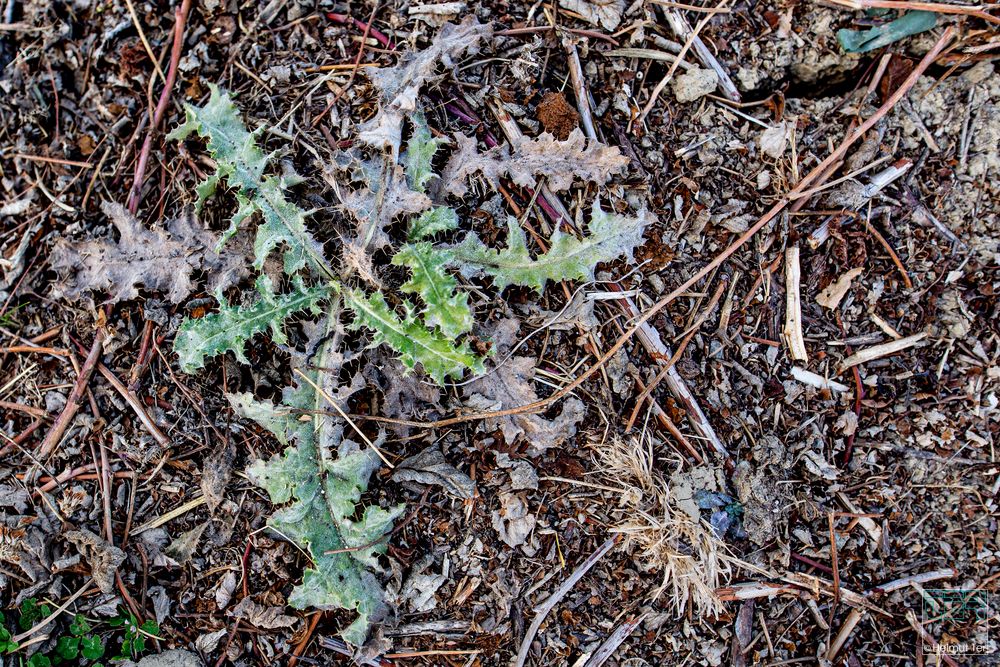 Distel auf trockendem Acker 