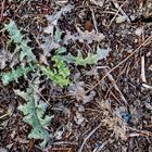 Distel auf trockendem Acker 