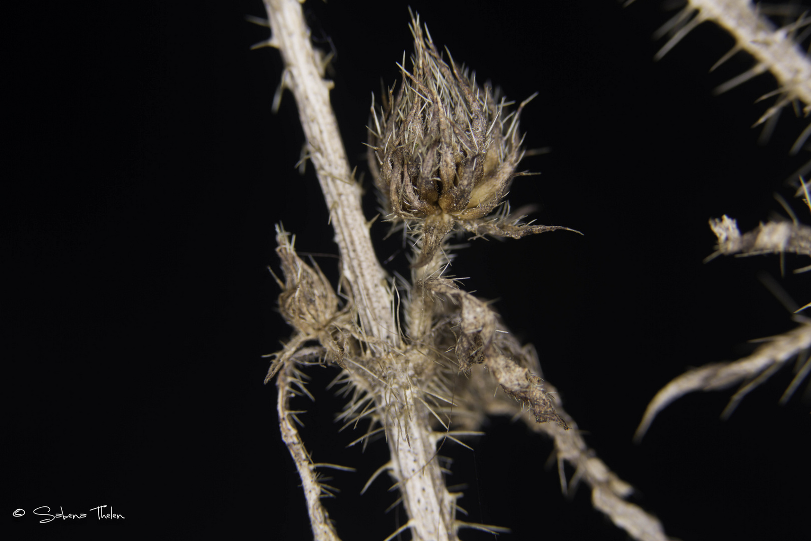 Distel (?) aus dem letzten Sommer #1