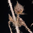 Distel (?) aus dem letzten Sommer #1