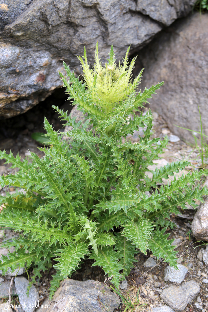 Distel aus den Alpen....