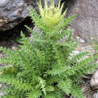 Distel aus den Alpen....