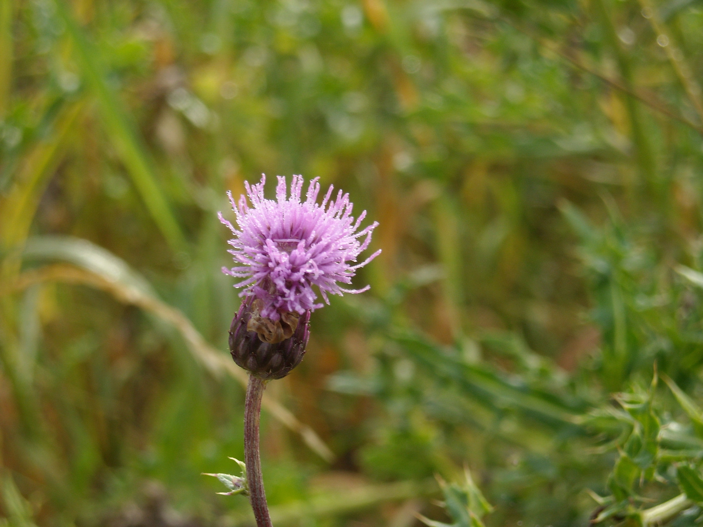 Distel